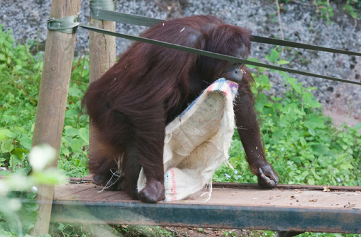 Monkey